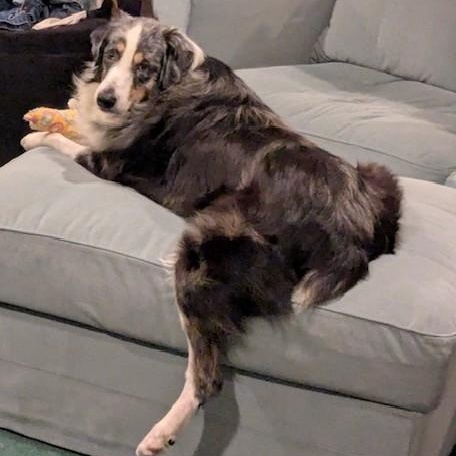 Enlarge Mr. Bigglesworth, a Adoptable Australian Shepherd in Portland, OR image 2/6