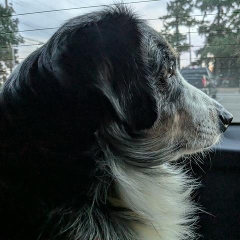 Enlarge Mr. Bigglesworth, a Adoptable Australian Shepherd in Portland, OR image 5/6
