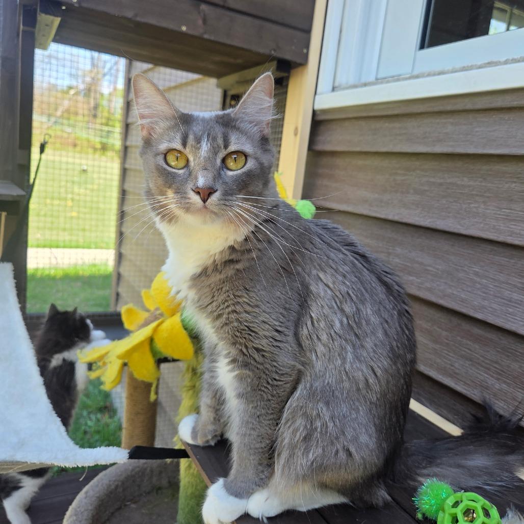 Eevee, Adoptable, Adult Female Domestic Medium Hair.