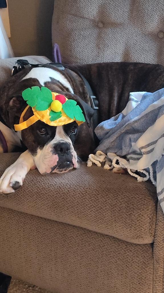 Enlarge Primrose *Adoption Pending*, a Adoptable Boxer in Woodbury, MN image 1/3