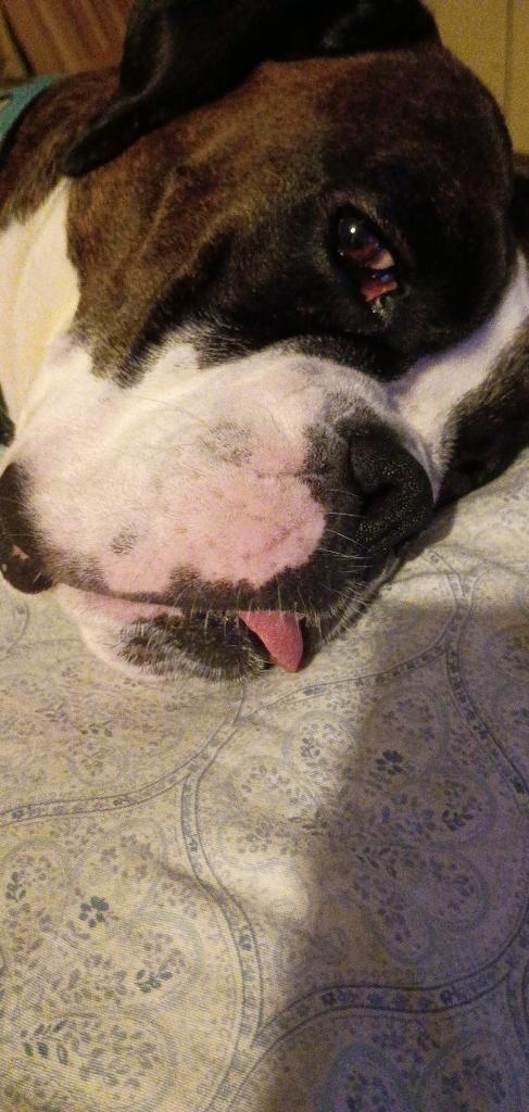 Enlarge Primrose *Adoption Pending*, a Adoptable Boxer in Woodbury, MN image 2/3
