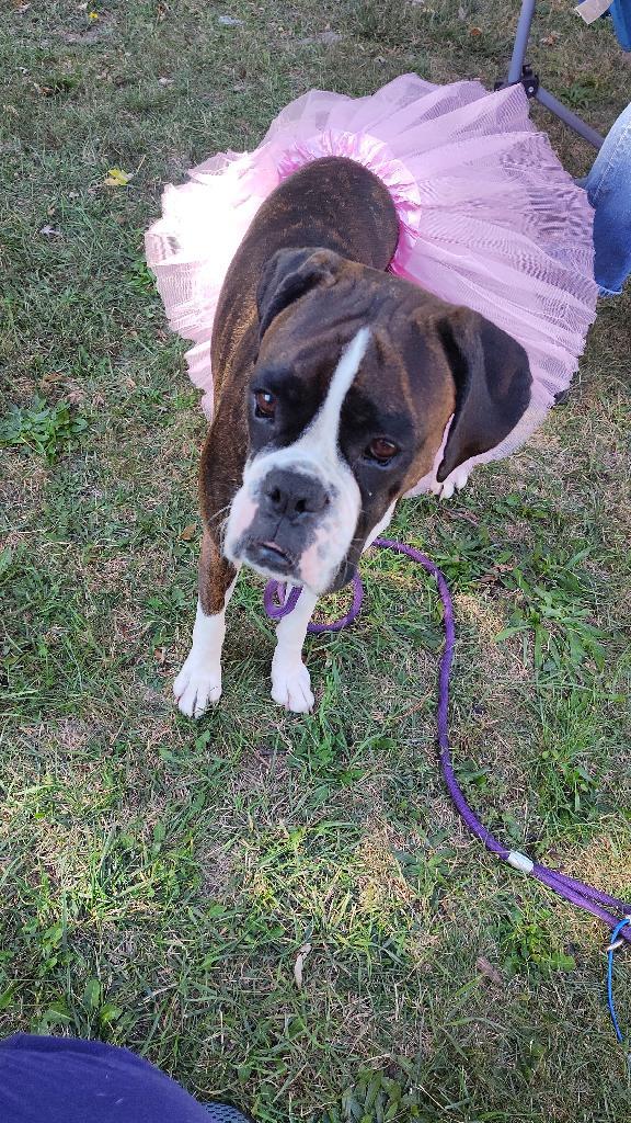 Enlarge Primrose *Adoption Pending*, a Adoptable Boxer in Woodbury, MN image 3/3