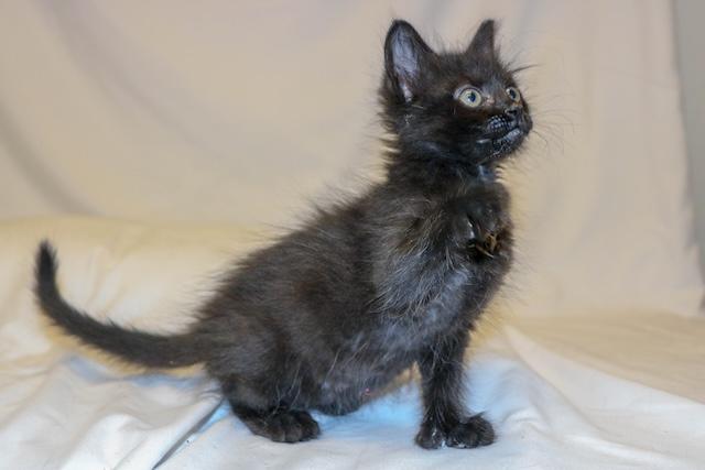Enlarge Moxy, a ADOPTABLE Domestic Short Hair in Denver, CO image 2/3