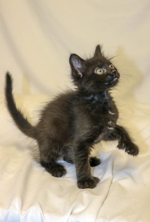 Enlarge Moxy, a ADOPTABLE Domestic Short Hair in Denver, CO image 3/3