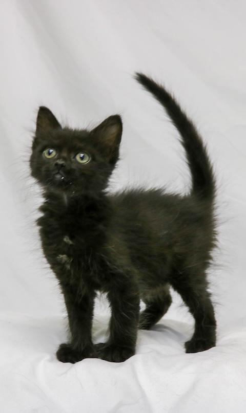 Enlarge Moxy, a ADOPTABLE Domestic Short Hair in Denver, CO image 1/3