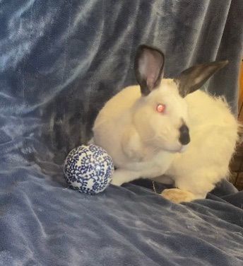 Enlarge Pebbles, a Adopted Californian in Saint Marys, OH image 2/6