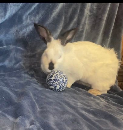 Enlarge Pebbles, a Adopted Californian in Saint Marys, OH image 3/6