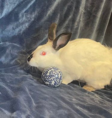 Enlarge Pebbles, a Adopted Californian in Saint Marys, OH image 4/6