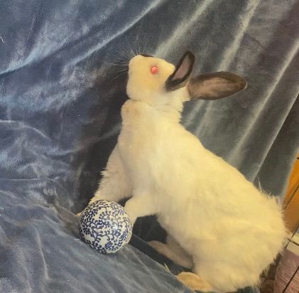 Enlarge Pebbles, a Adopted Californian in Saint Marys, OH image 5/6