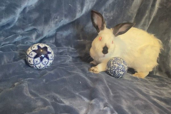 Enlarge Pebbles, a Adopted Californian in Saint Marys, OH image 6/6