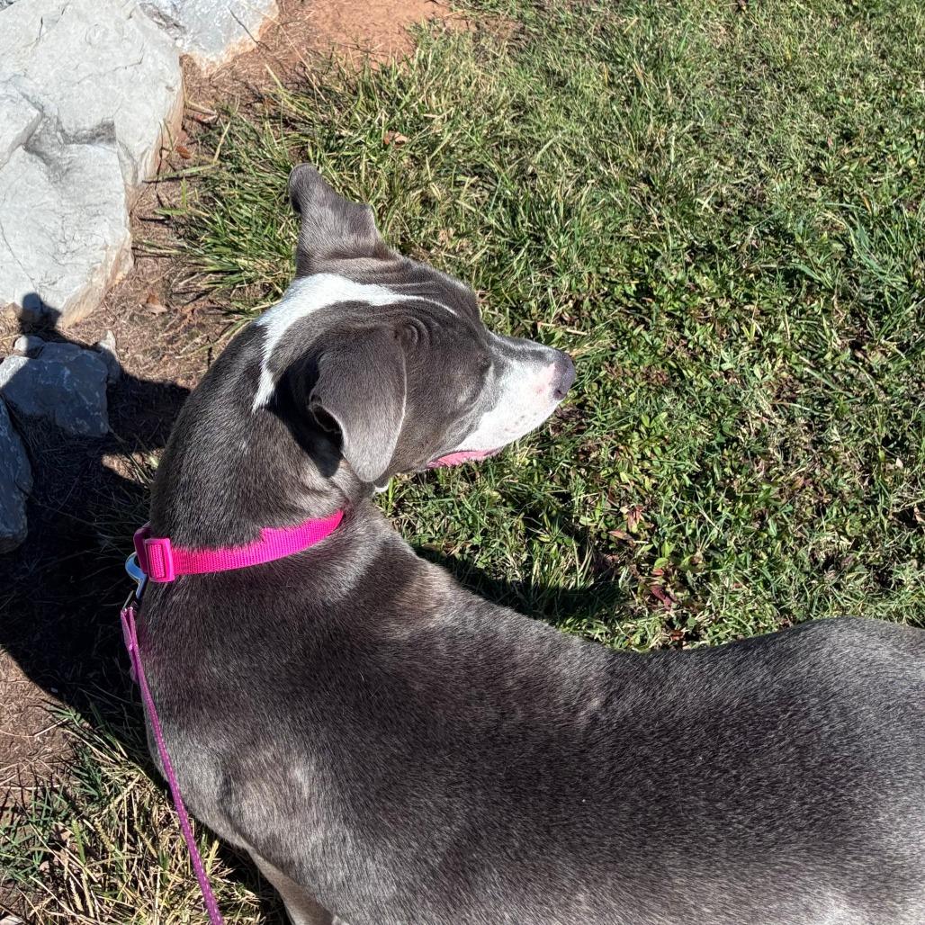 *Courtesy Listing - Storm, Adoptable, Young Female Pit Bull Terrier.