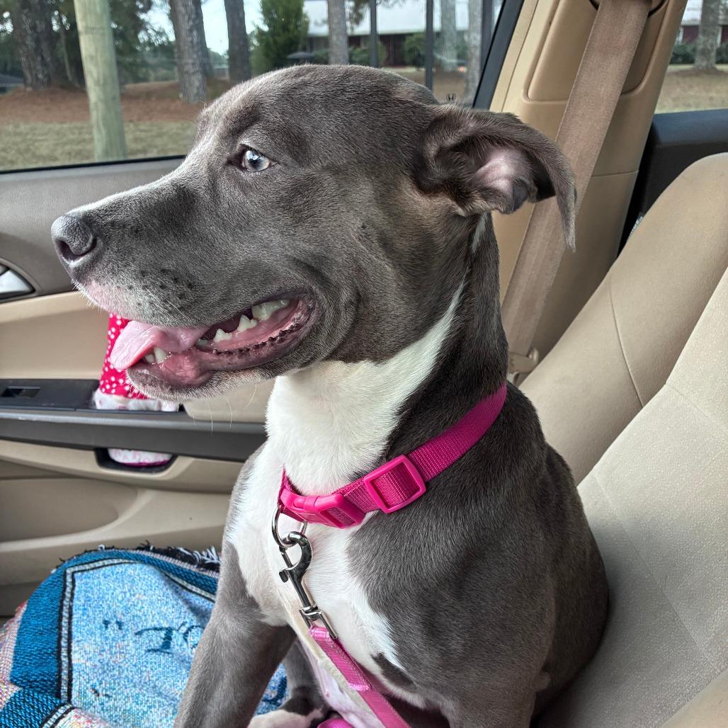 Enlarge *Courtesy Listing - Storm, a Adoptable Pit Bull Terrier in Tuscaloosa, AL image 2/3