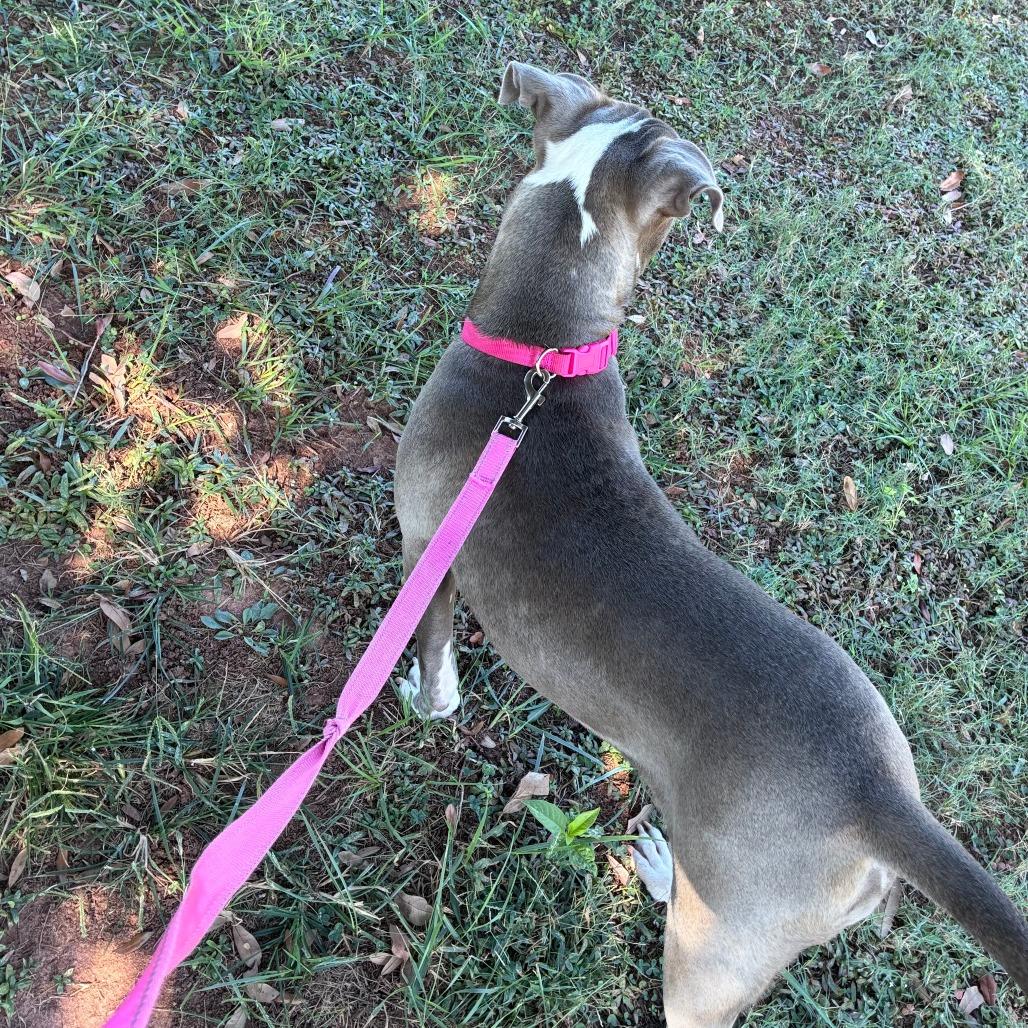 Enlarge *Courtesy Listing - Storm, a Adoptable Pit Bull Terrier in Tuscaloosa, AL image 3/3