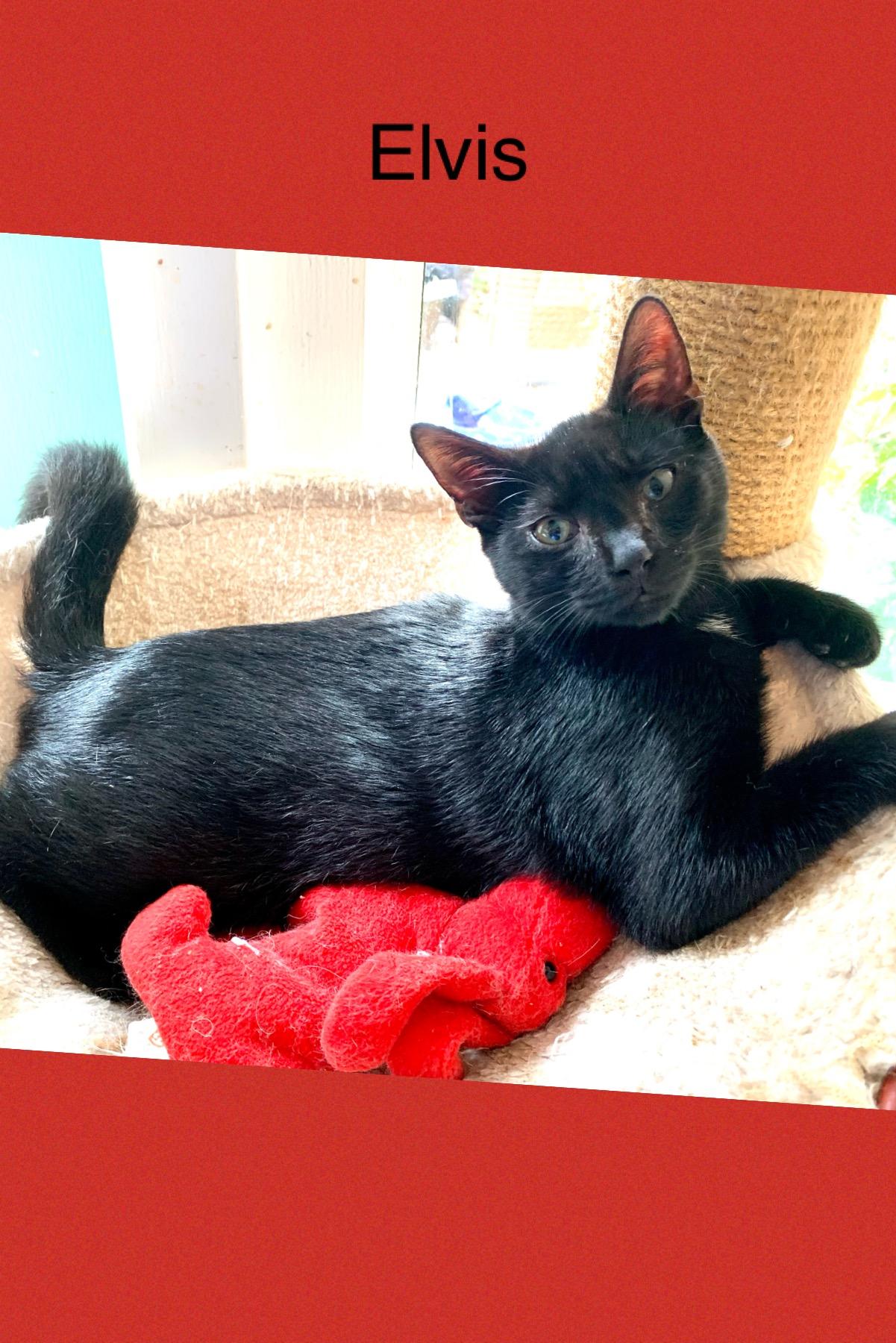 Elvis Presley, a Adoptable Bombay in St Petersburg, FL image 3/4