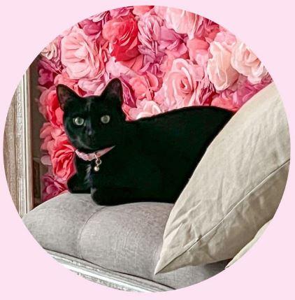 Elvis Presley, a Adoptable Bombay in St Petersburg, FL image 4/4