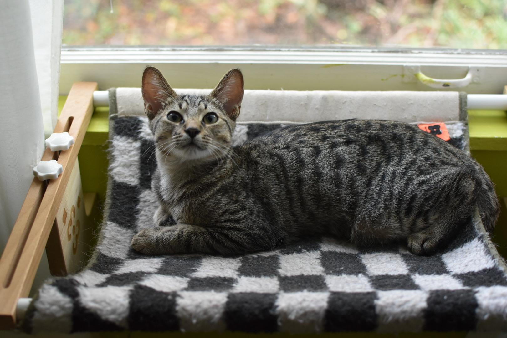 Enlarge Dale (Widow's Bay), a Adoptable Domestic Short Hair in Avondale Estates, GA image 4/5