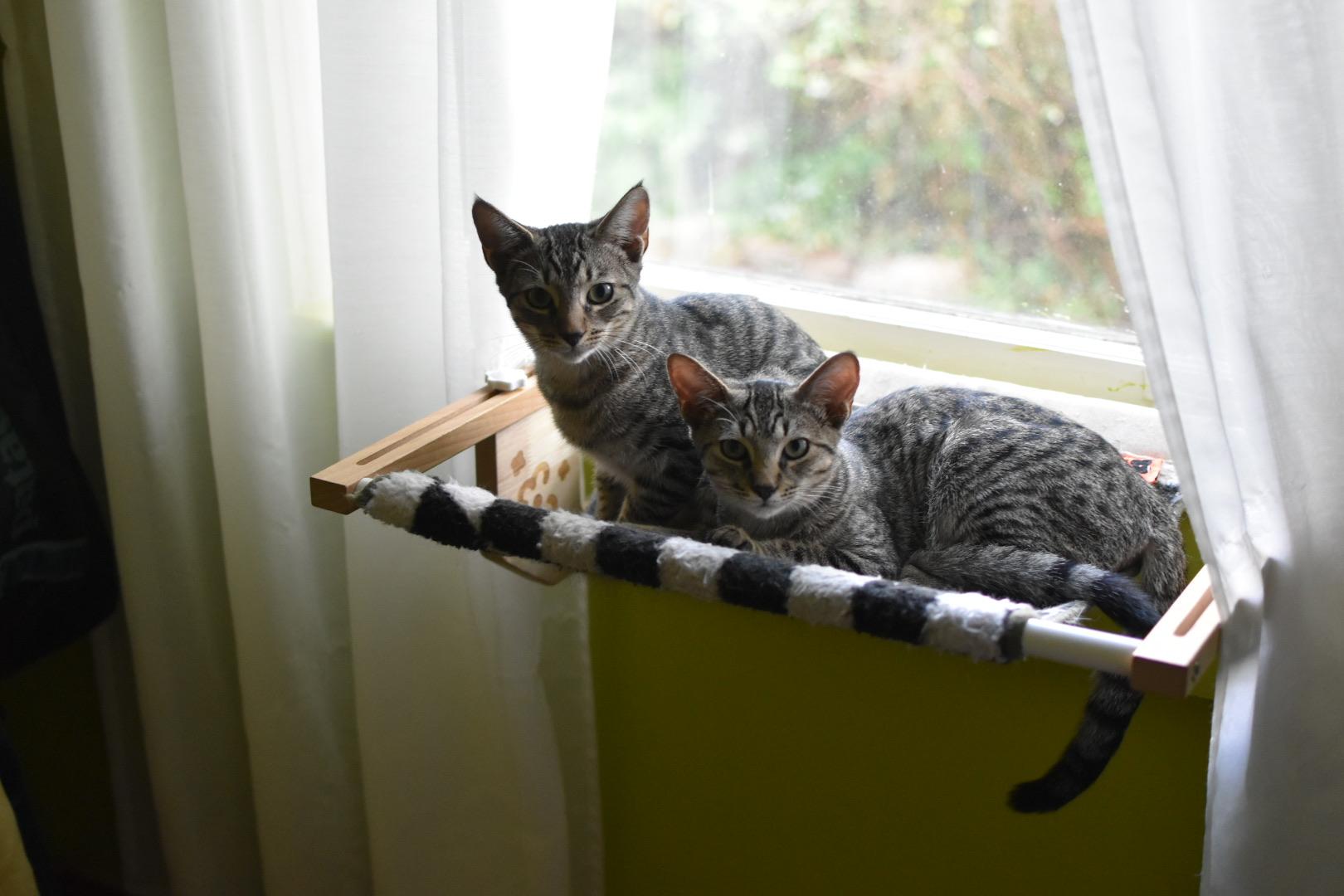 Enlarge Dale (Widow's Bay), a Adoptable Domestic Short Hair in Avondale Estates, GA image 5/5