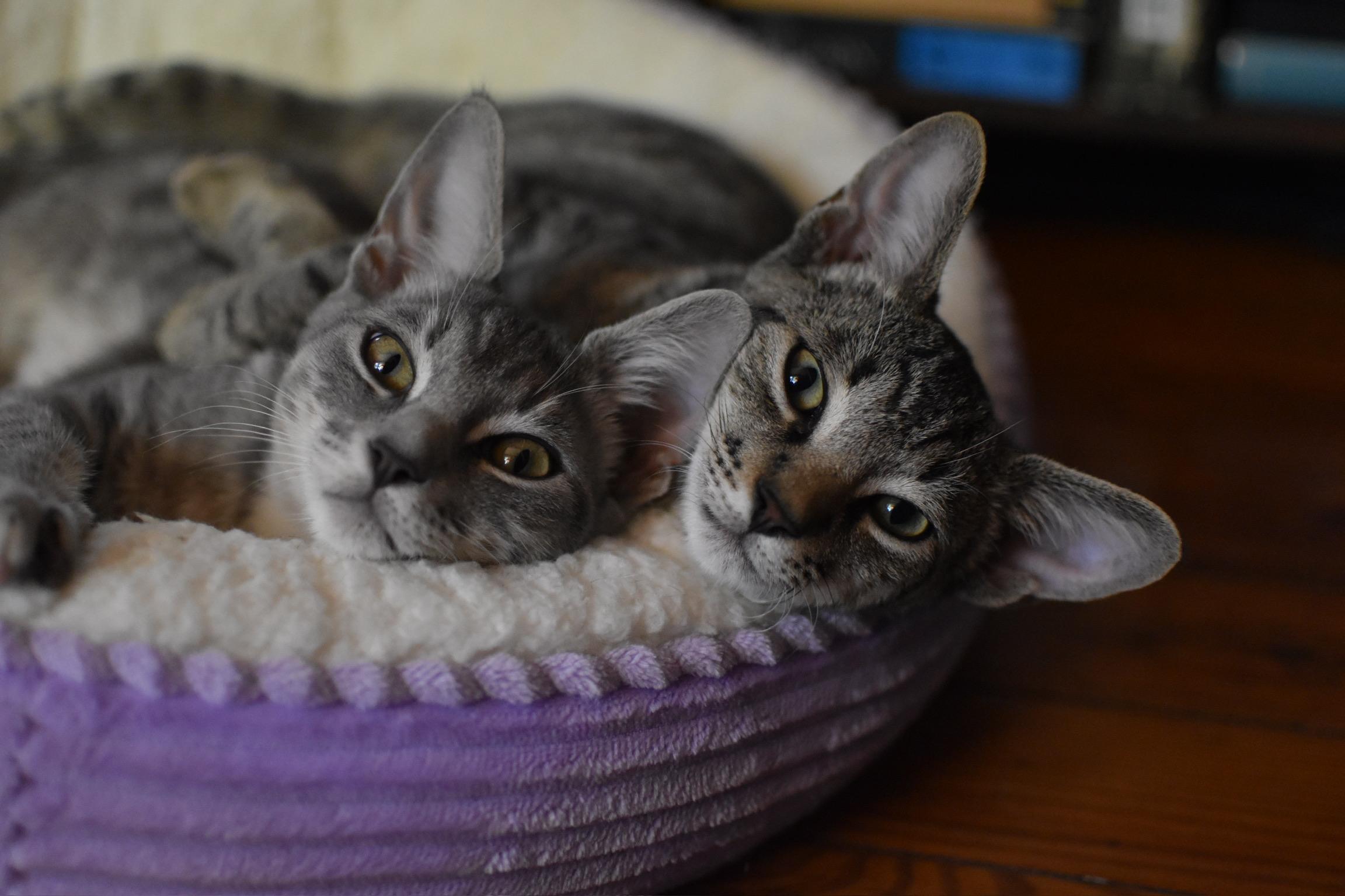 Enlarge Dale (Widow's Bay), a Adoptable Domestic Short Hair in Avondale Estates, GA image 2/5