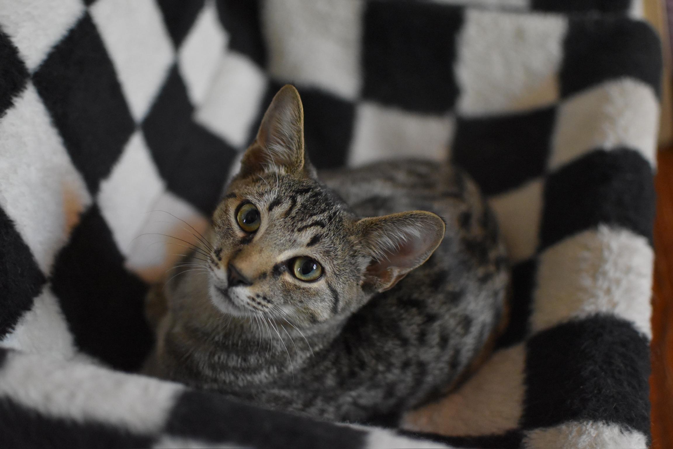 Enlarge Dale (Widow's Bay), a Adoptable Domestic Short Hair in Avondale Estates, GA image 3/5