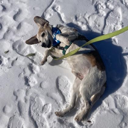 Nosey Nelson, Adoptable, Senior Male Hound & Mixed Breed.