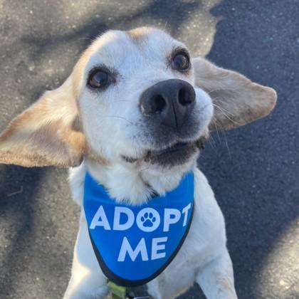 Nosey Nelson, a Adoptable mixed breed in Richmond, VA image 2/3
