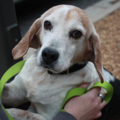 Nosey Nelson, a Adoptable mixed breed in Richmond, VA image 3/3