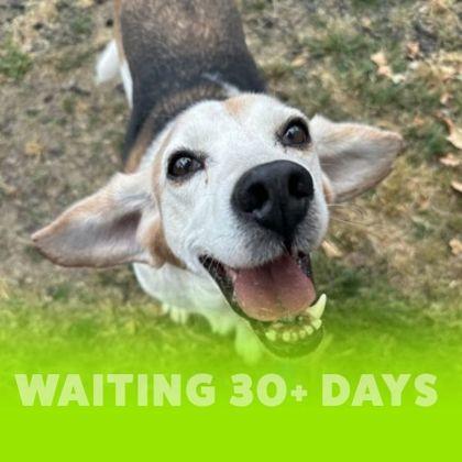 Enlarge Nosey Nelson, a Adoptable mixed breed in Richmond, VA image 3/3