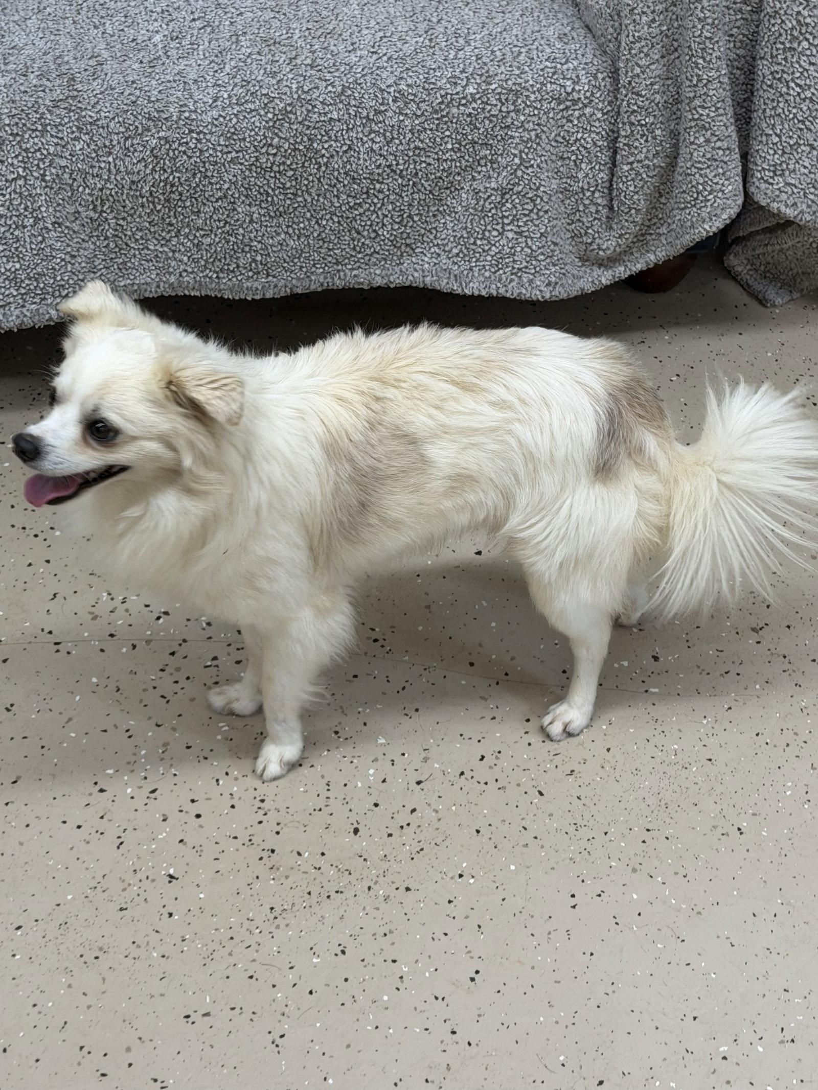 Enlarge Sheldon, a Adoptable Chihuahua in York, SC image 1/3