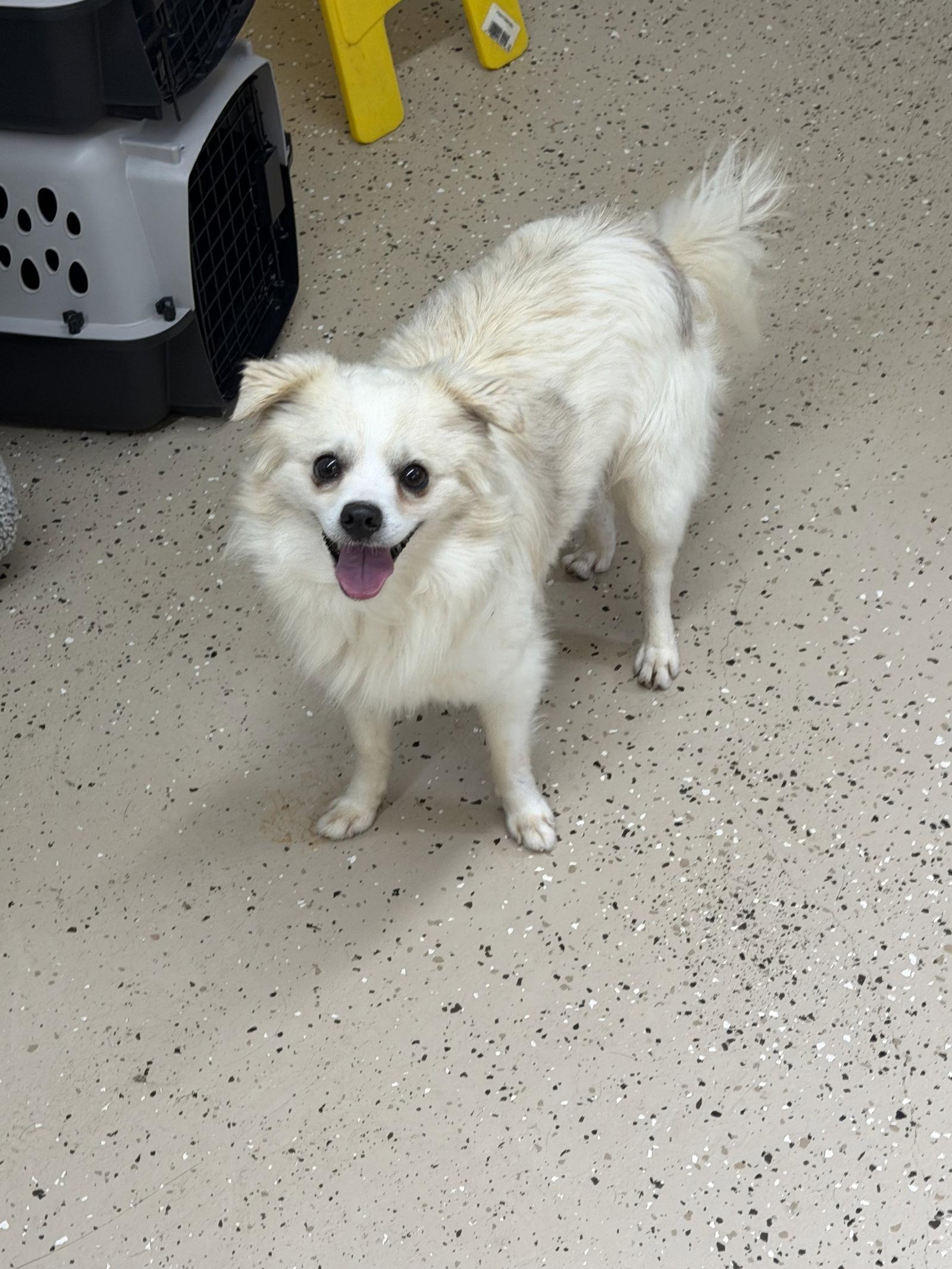 Enlarge Sheldon, a Adoptable Chihuahua in York, SC image 2/3