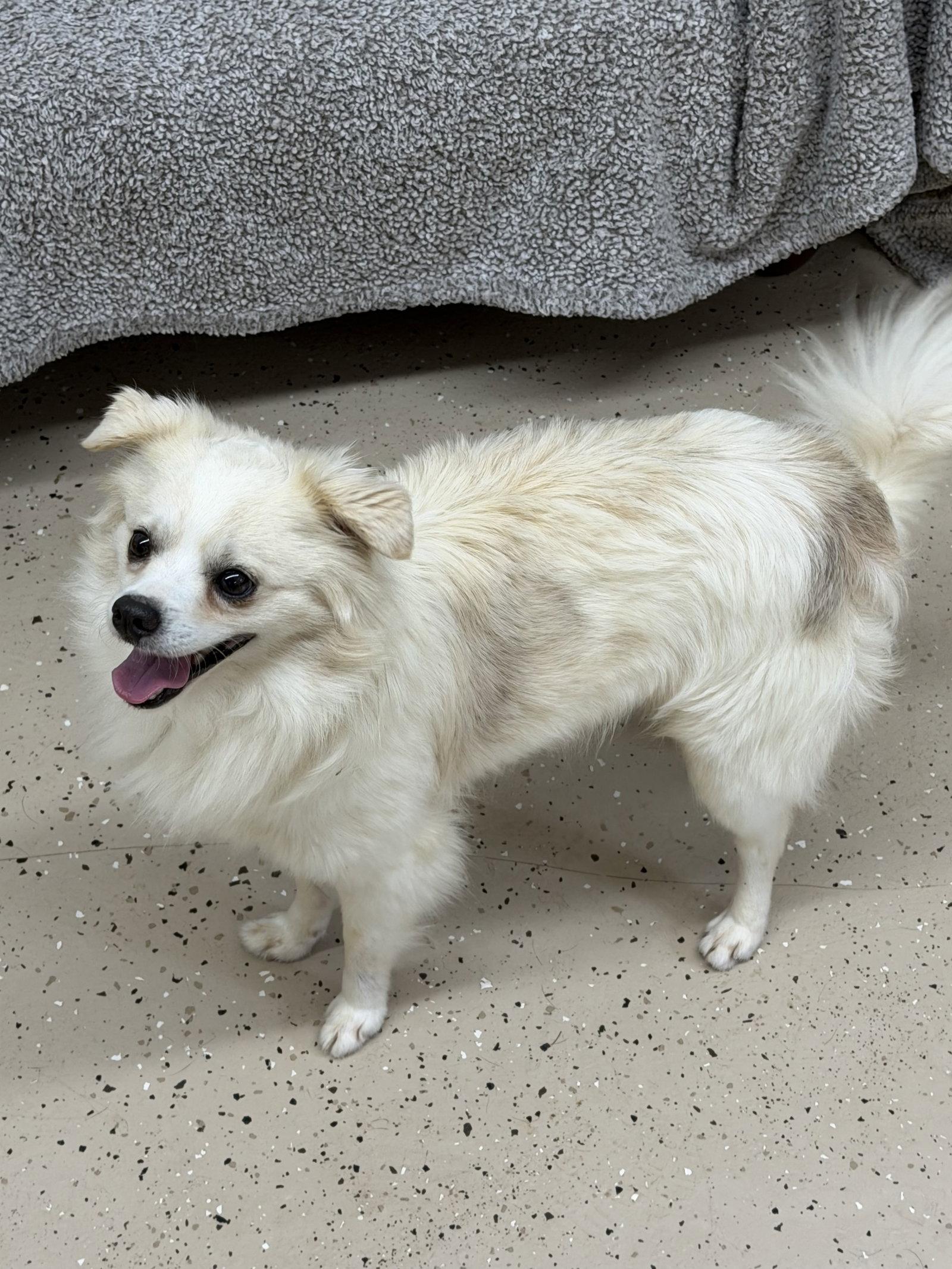Enlarge Sheldon, a Adoptable Chihuahua in York, SC image 3/3