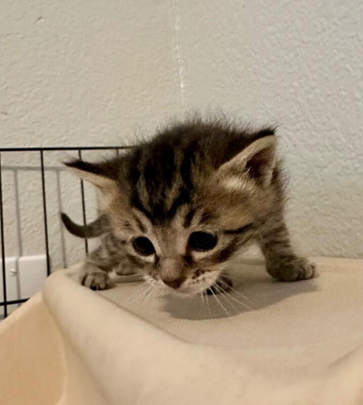 Juniper, Adoptable, Kitten Female Domestic Medium Hair.