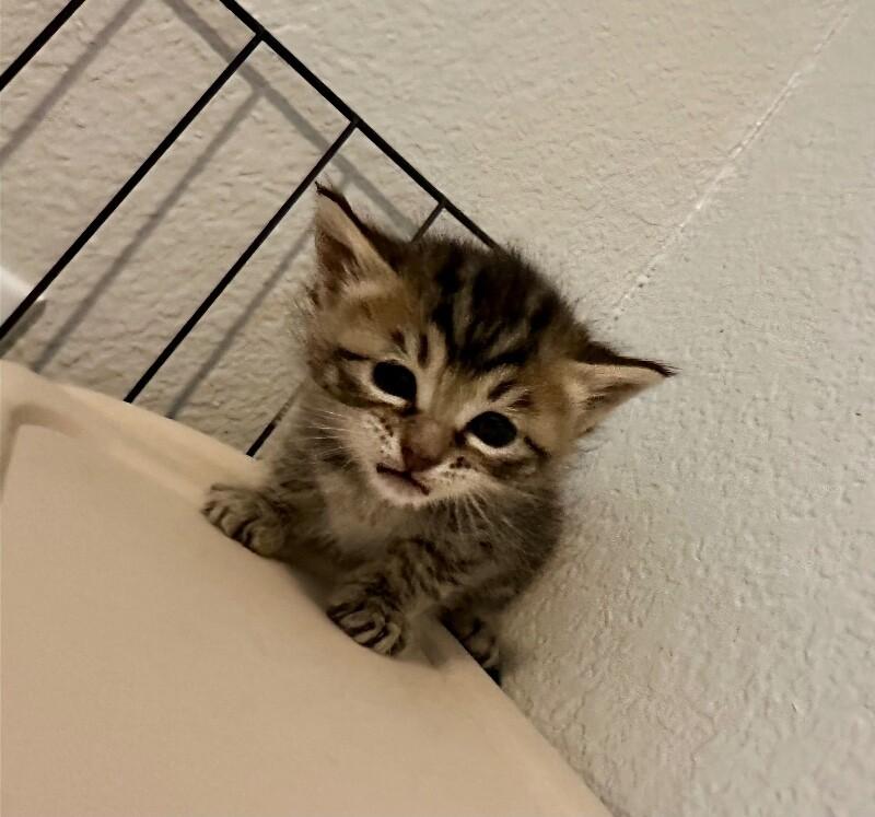 Juniper, a Adoptable Domestic Medium Hair in Kennewick, WA image 2/4