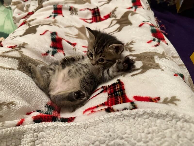 Juniper, a Adoptable Domestic Medium Hair in Kennewick, WA image 3/4