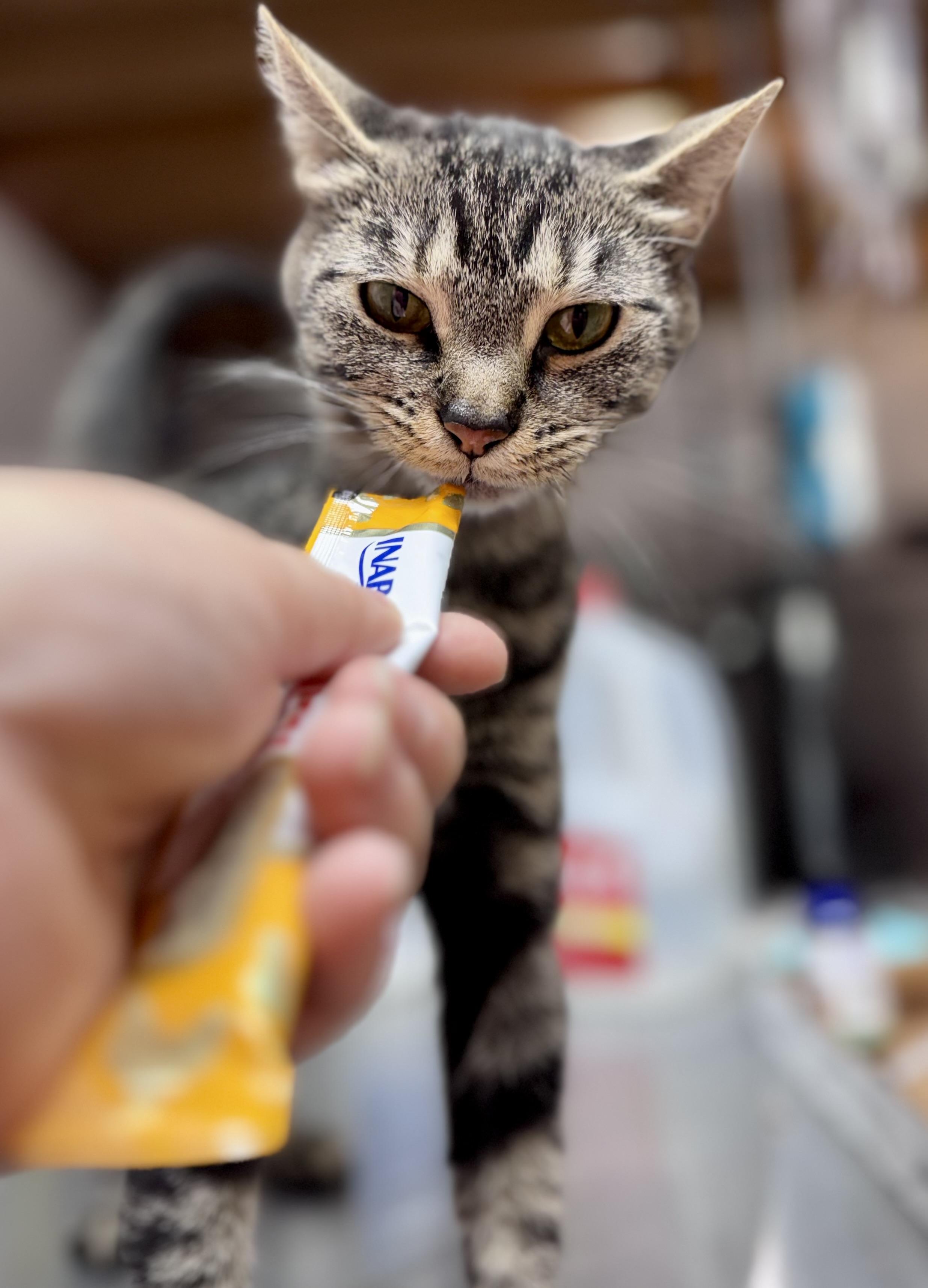 Buttons, a Adoptable American Shorthair in Rixeyville, VA image 1/5