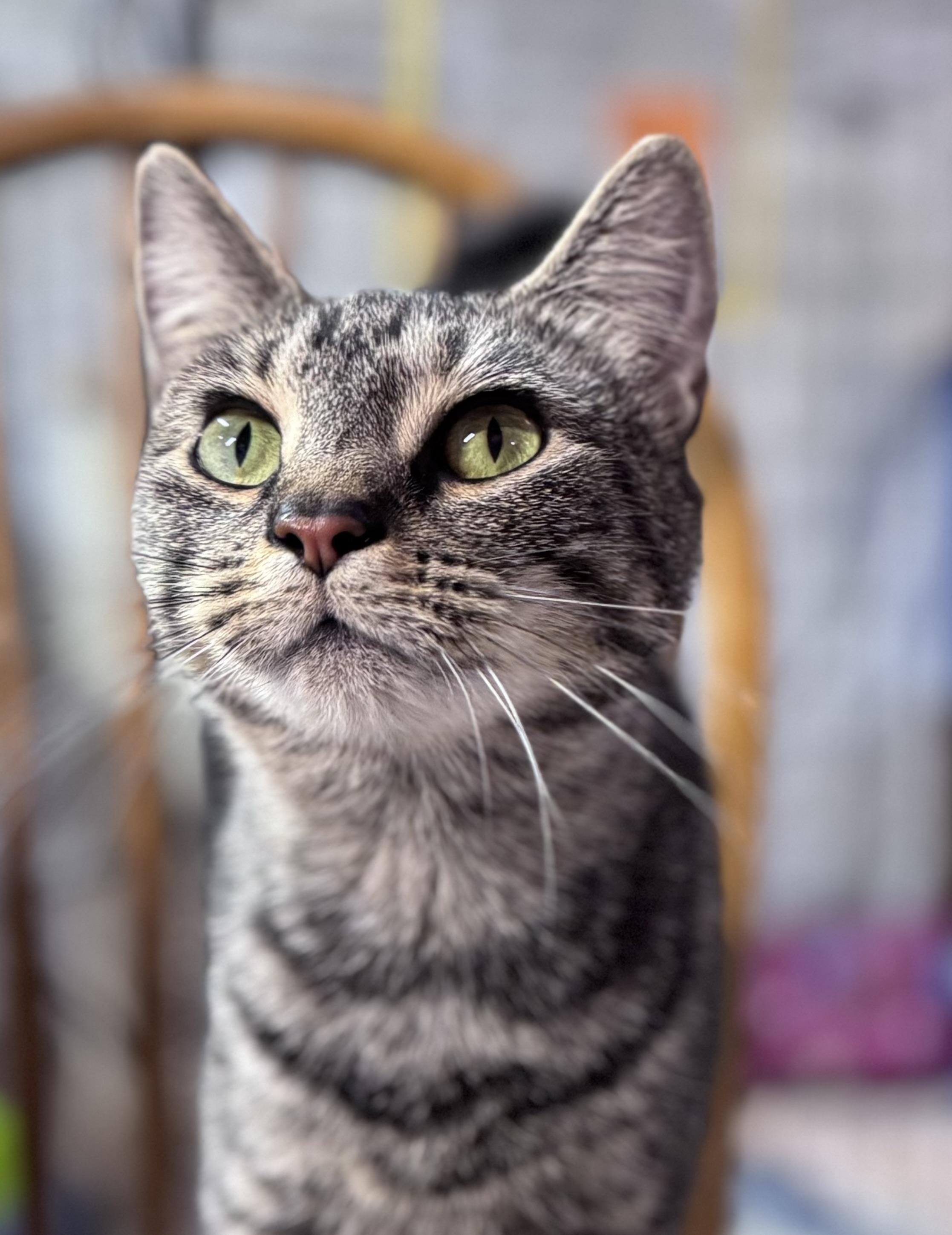 Buttons, a Adoptable American Shorthair in Rixeyville, VA image 2/5