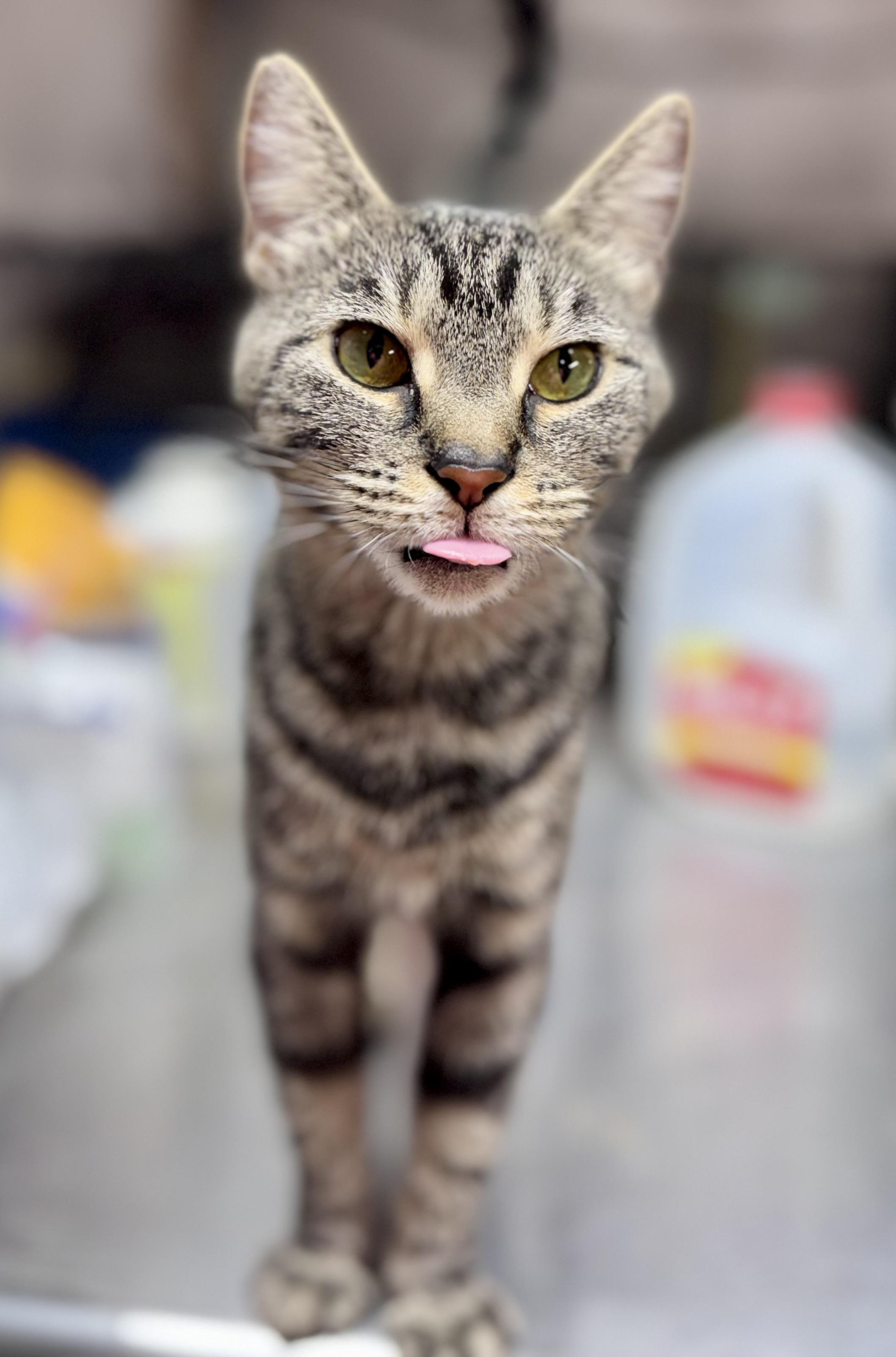 Buttons, a Adoptable American Shorthair in Rixeyville, VA image 3/5