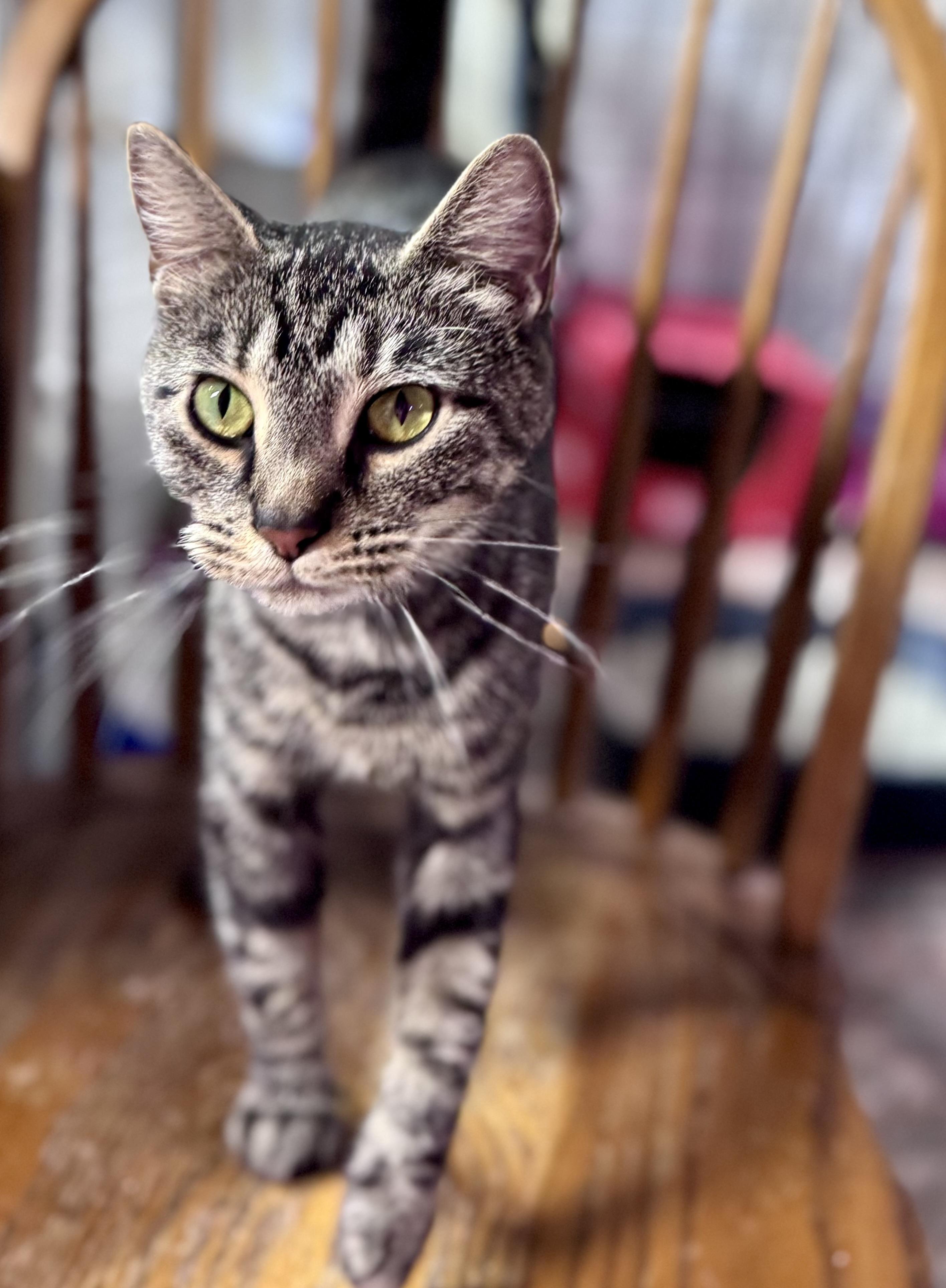 Buttons, a Adoptable American Shorthair in Rixeyville, VA image 4/5