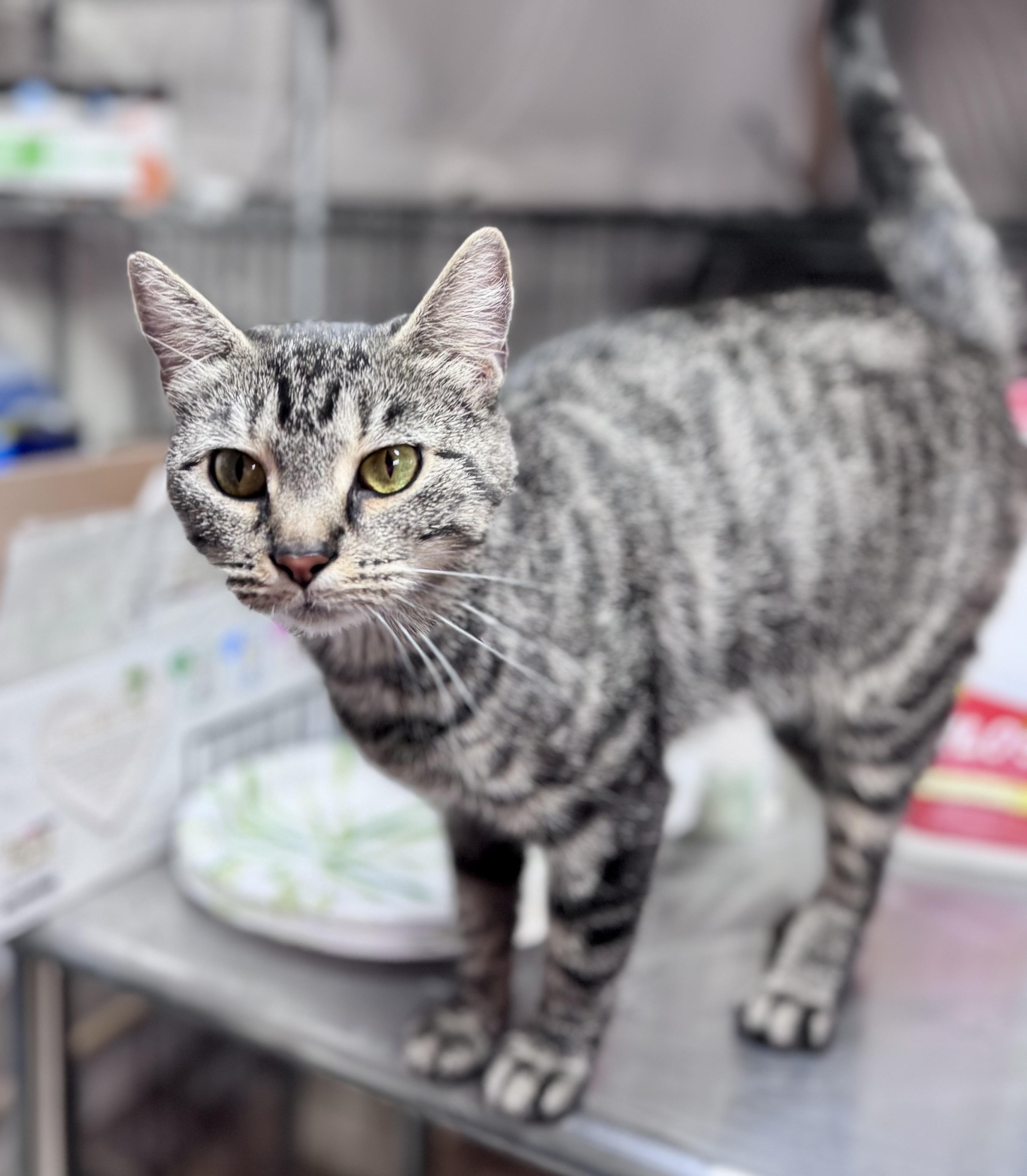 Buttons, a Adoptable American Shorthair in Rixeyville, VA image 5/5