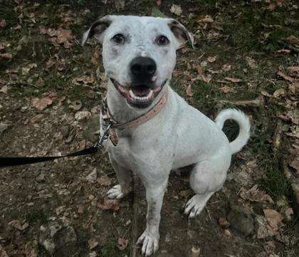 Enlarge Buddy, a Adoptable Mixed Breed in Yellville, AR image 3/3