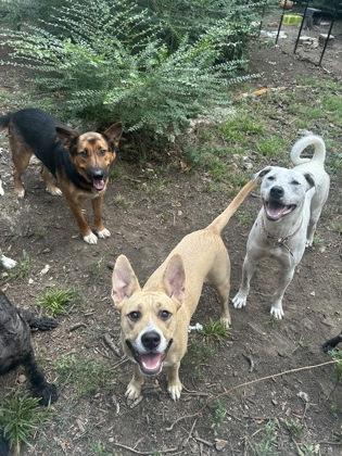 Enlarge Buddy, a Adoptable Mixed Breed in Yellville, AR image 2/3