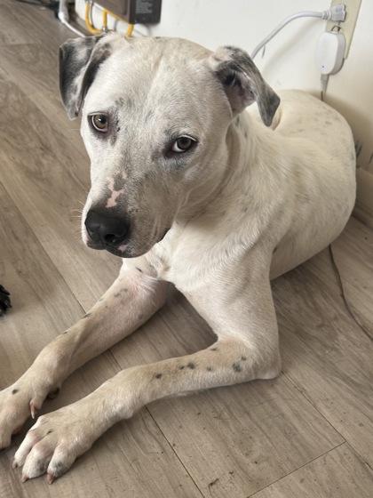 Enlarge Buddy, a Adoptable Mixed Breed in Yellville, AR image 1/3