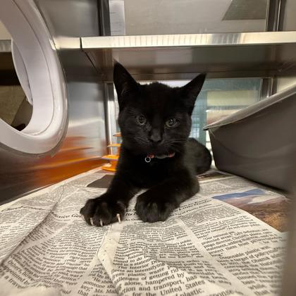 Enlarge Cappuccino, a Adoptable mixed breed in Madison, WI image 1/3