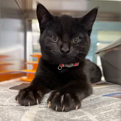 Enlarge Cappuccino, a Adoptable mixed breed in Madison, WI image 2/3