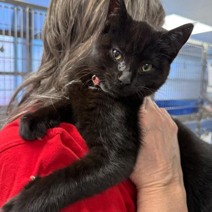 Enlarge Cappuccino, a Adoptable mixed breed in Madison, WI image 3/3