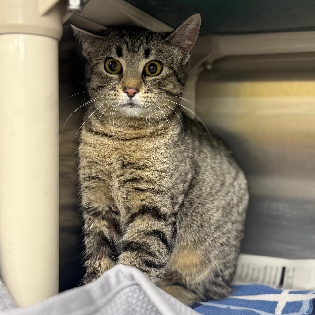 Happy, Adoptable, Young Female Domestic Short Hair.