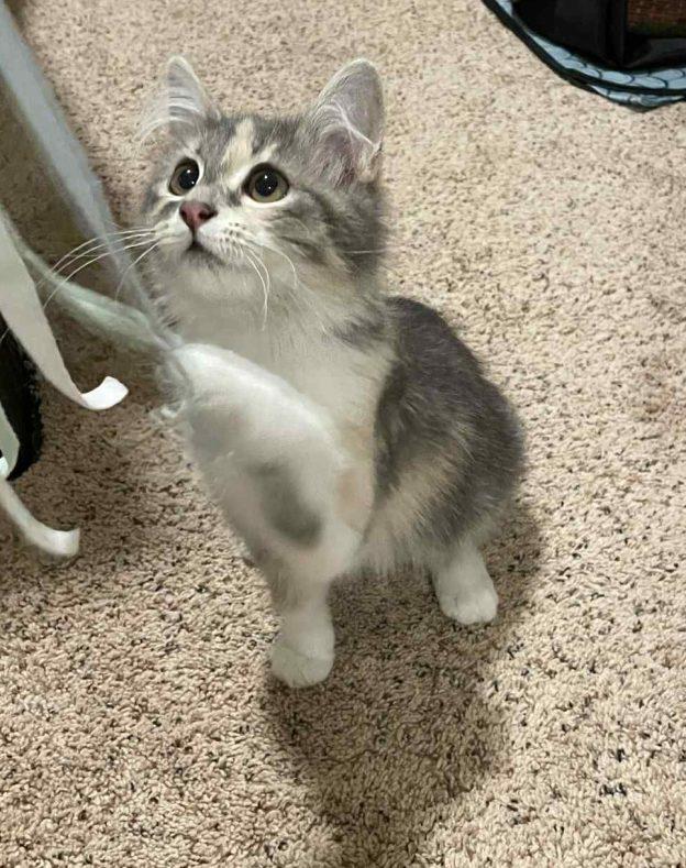 Enlarge Cloda, an adopted Domestic Medium Hair in Kenai, AK image 1/1