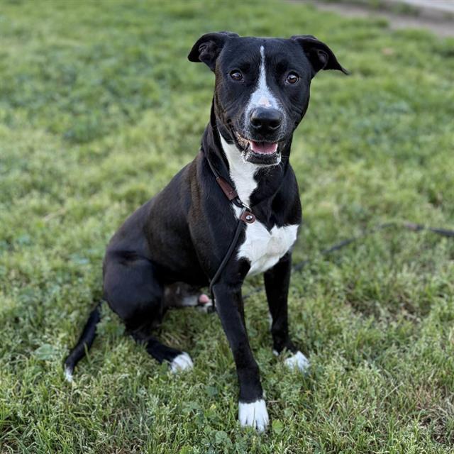 Enlarge HANK, a Adoptable Pit Bull Terrier in Modesto, CA image 1/1