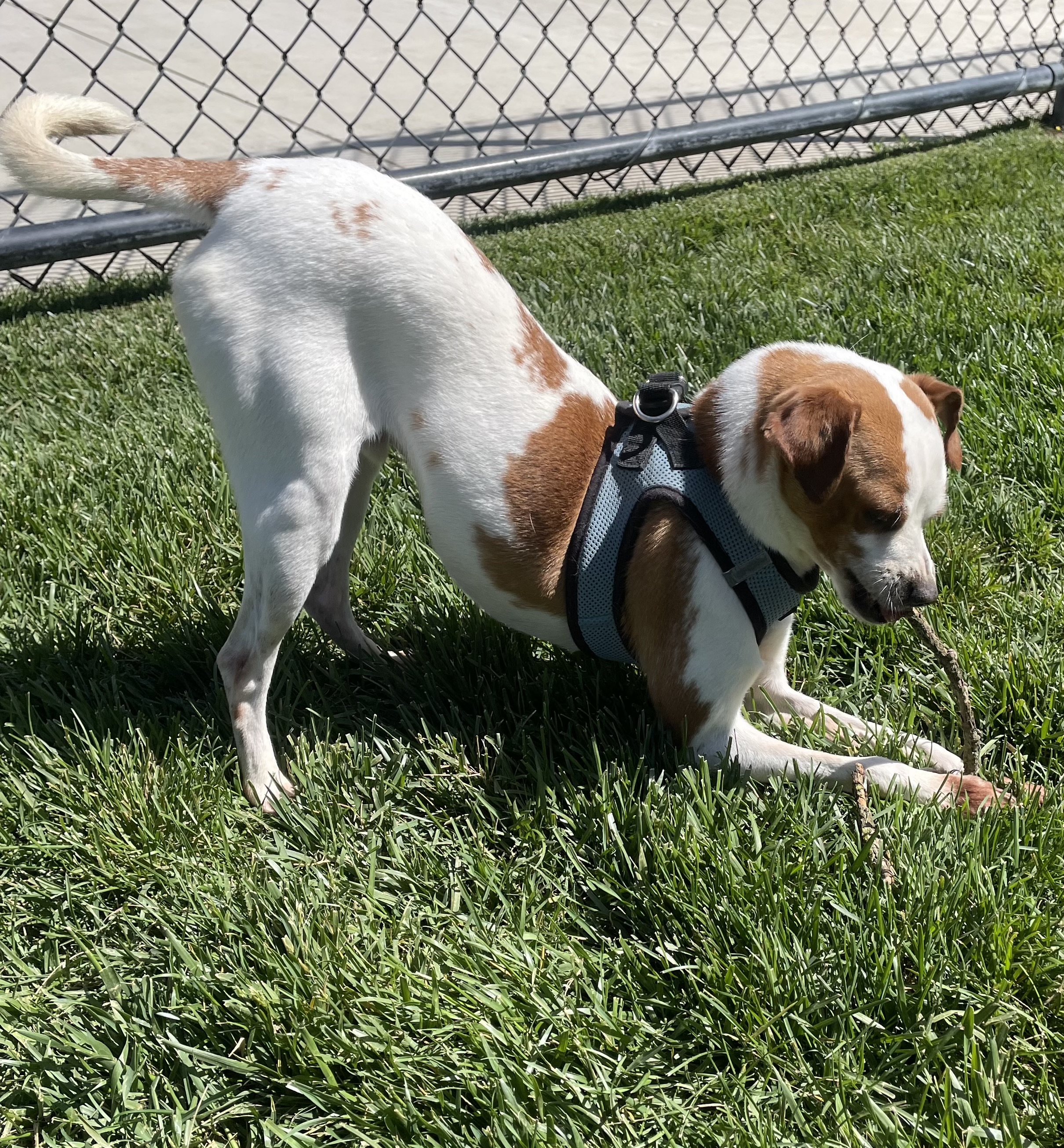 Hopper, a Adoptable Chihuahua in Lodi, CA image 3/6