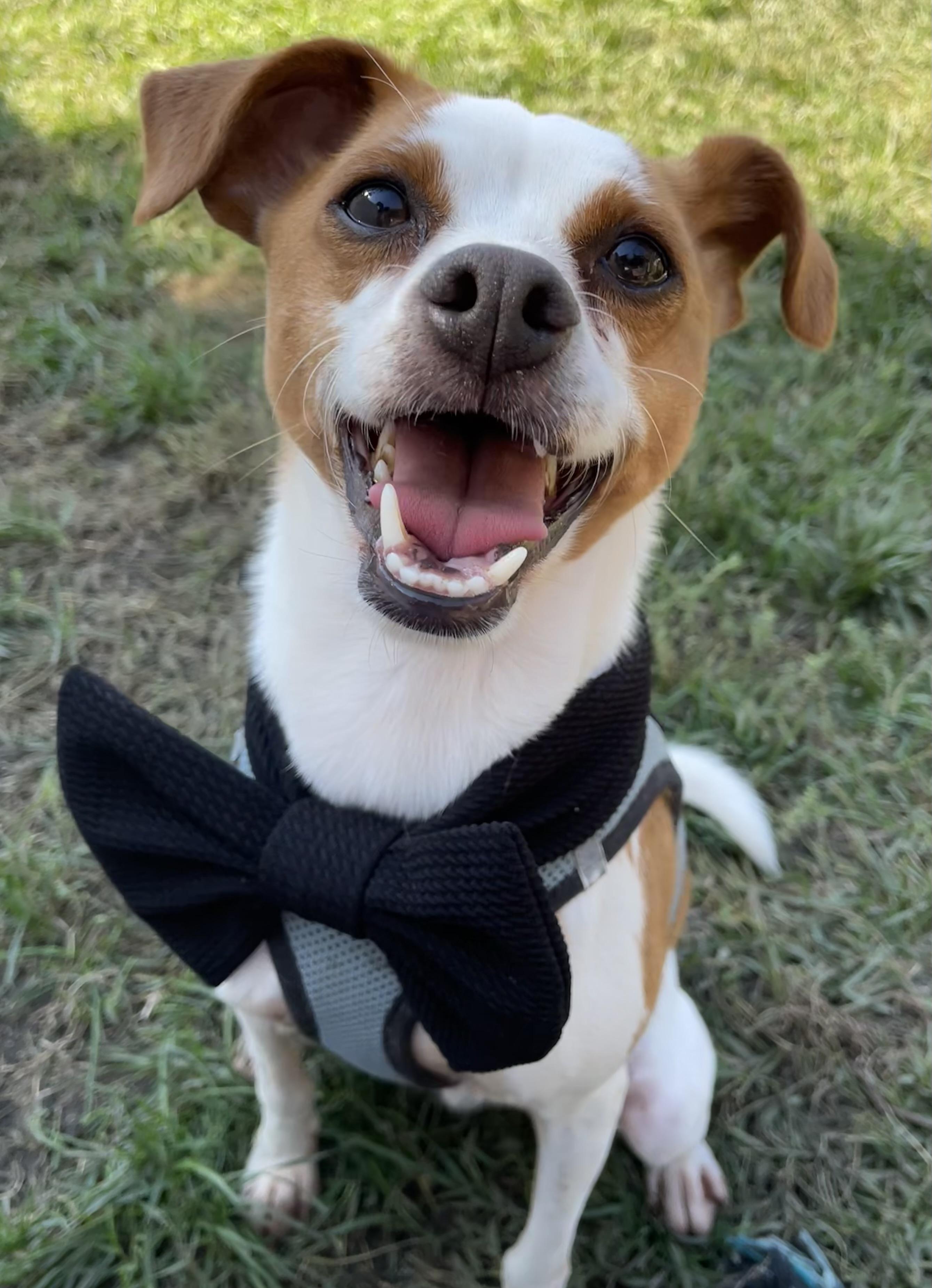 Hopper, a Adoptable Chihuahua in Lodi, CA image 1/6