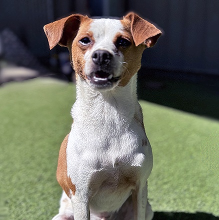 Hopper, a Adoptable Chihuahua in Lodi, CA image 2/6